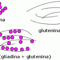glutine gliadina glutenina